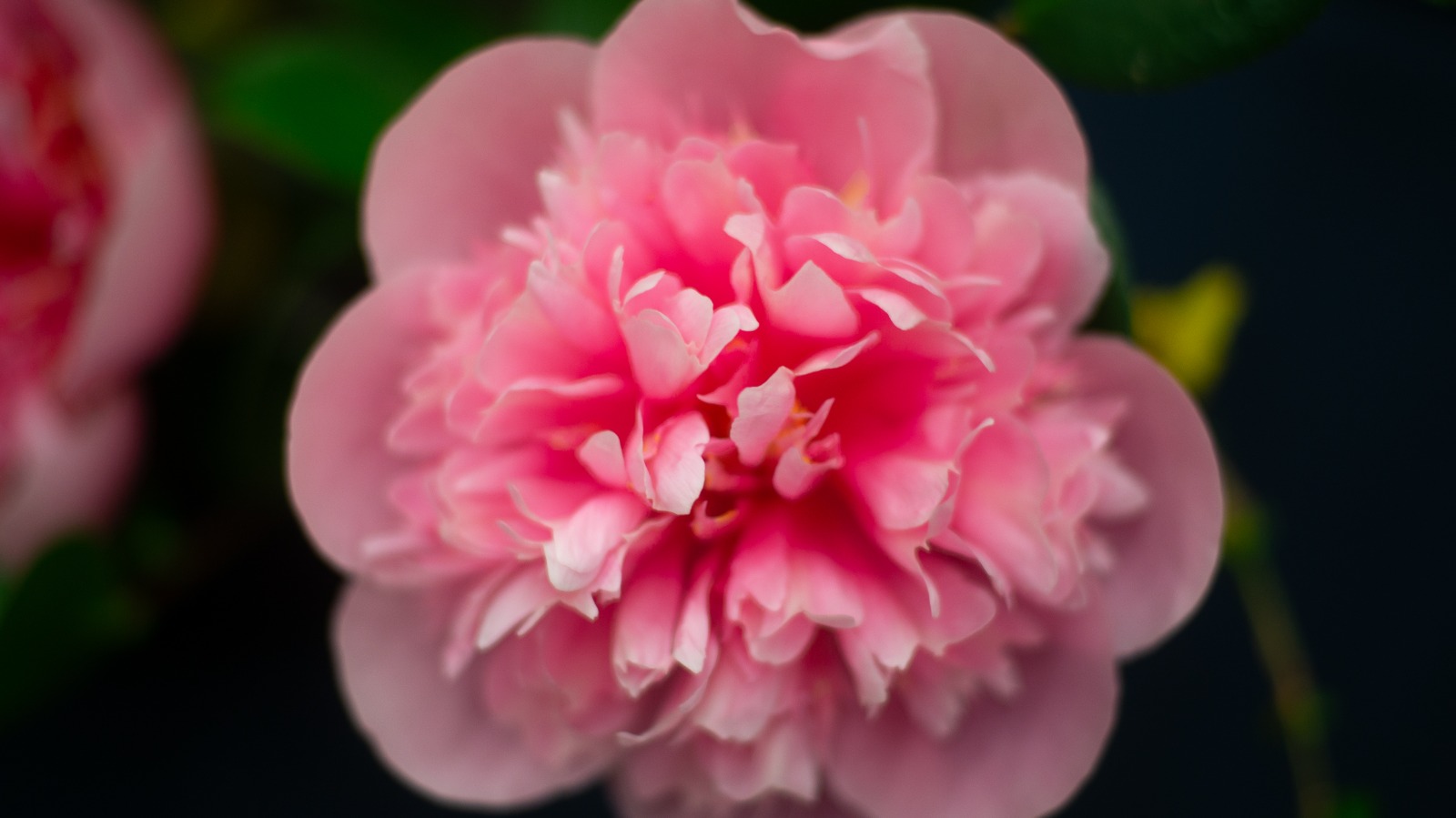 Camellia.
