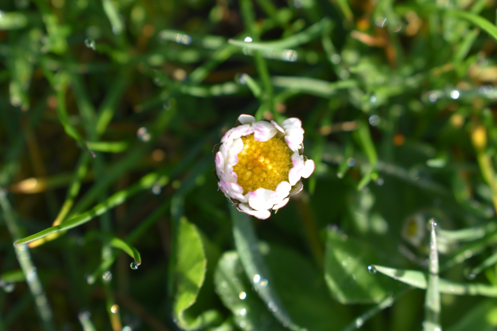 Dew on the small things.